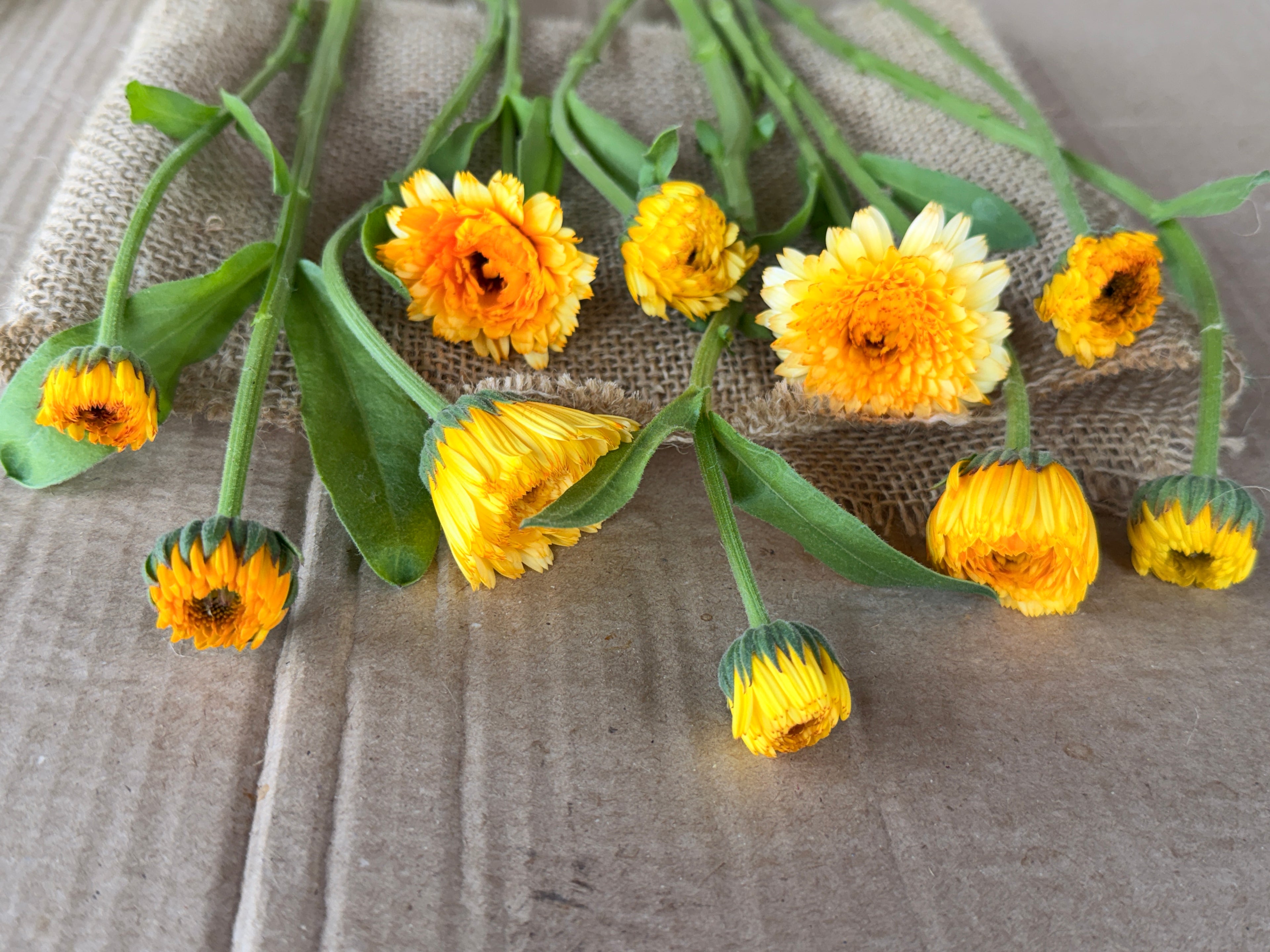 Calendula - Creamy Apricot