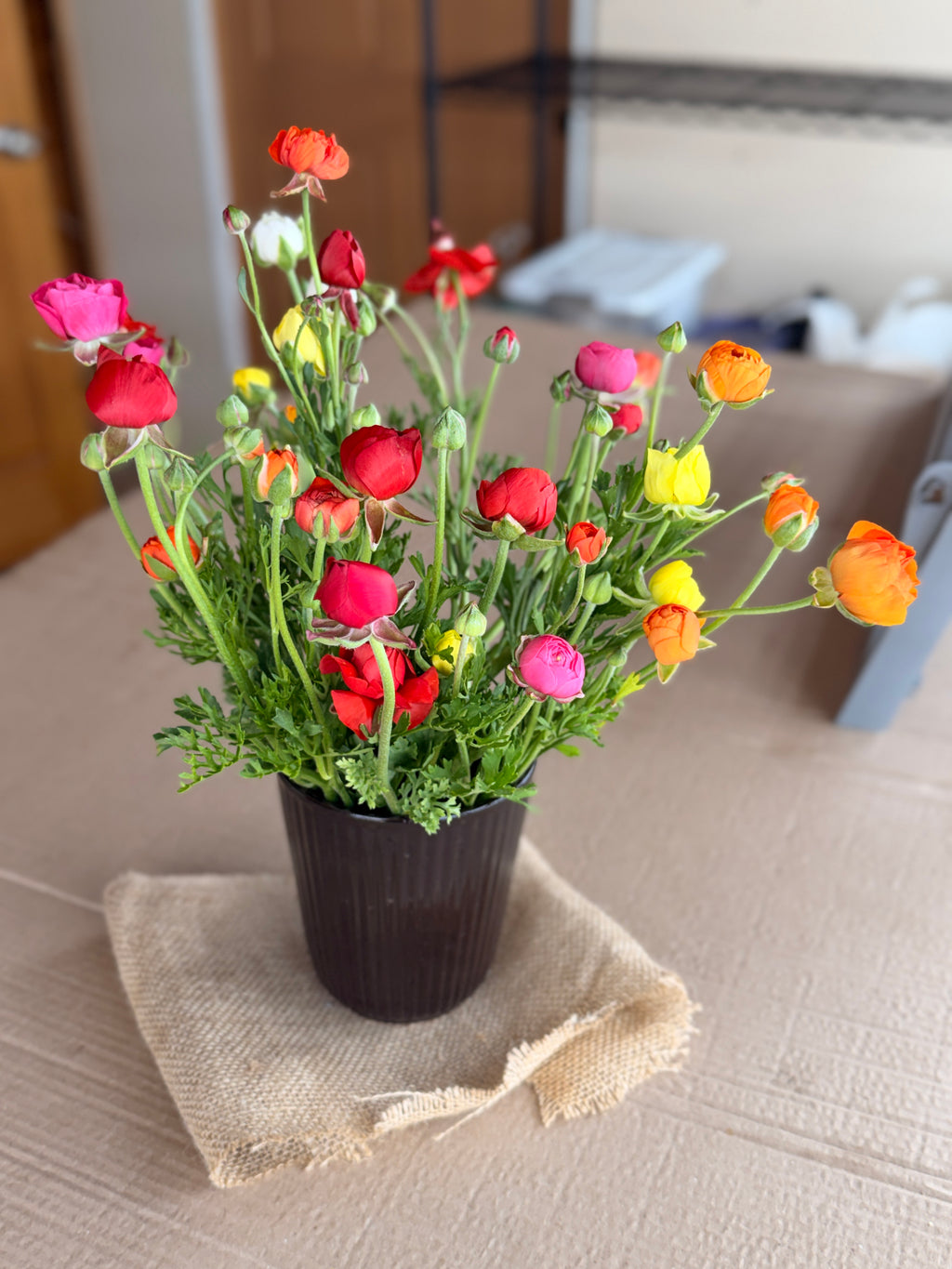 Ranunculus - Mixed Colors