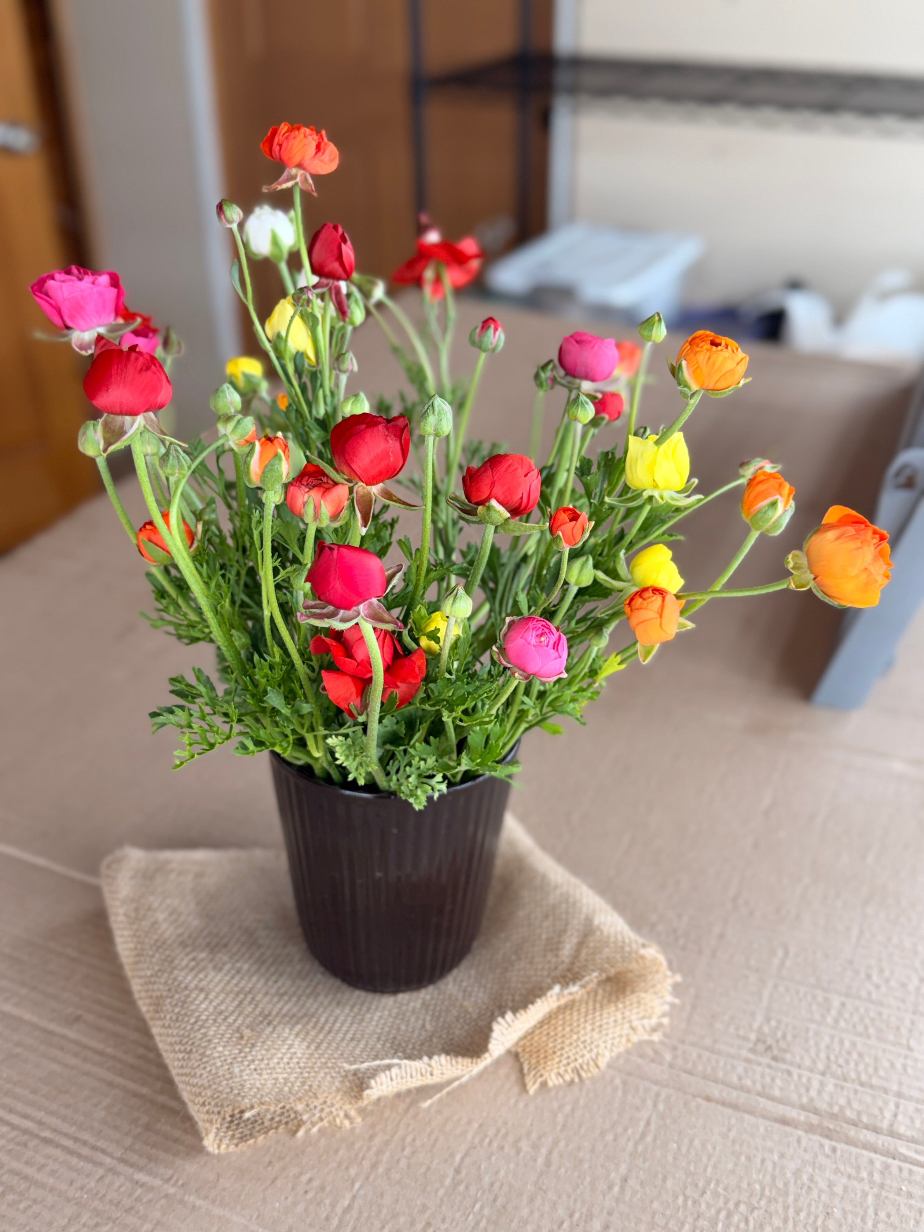Ranunculus - Mixed Colors
