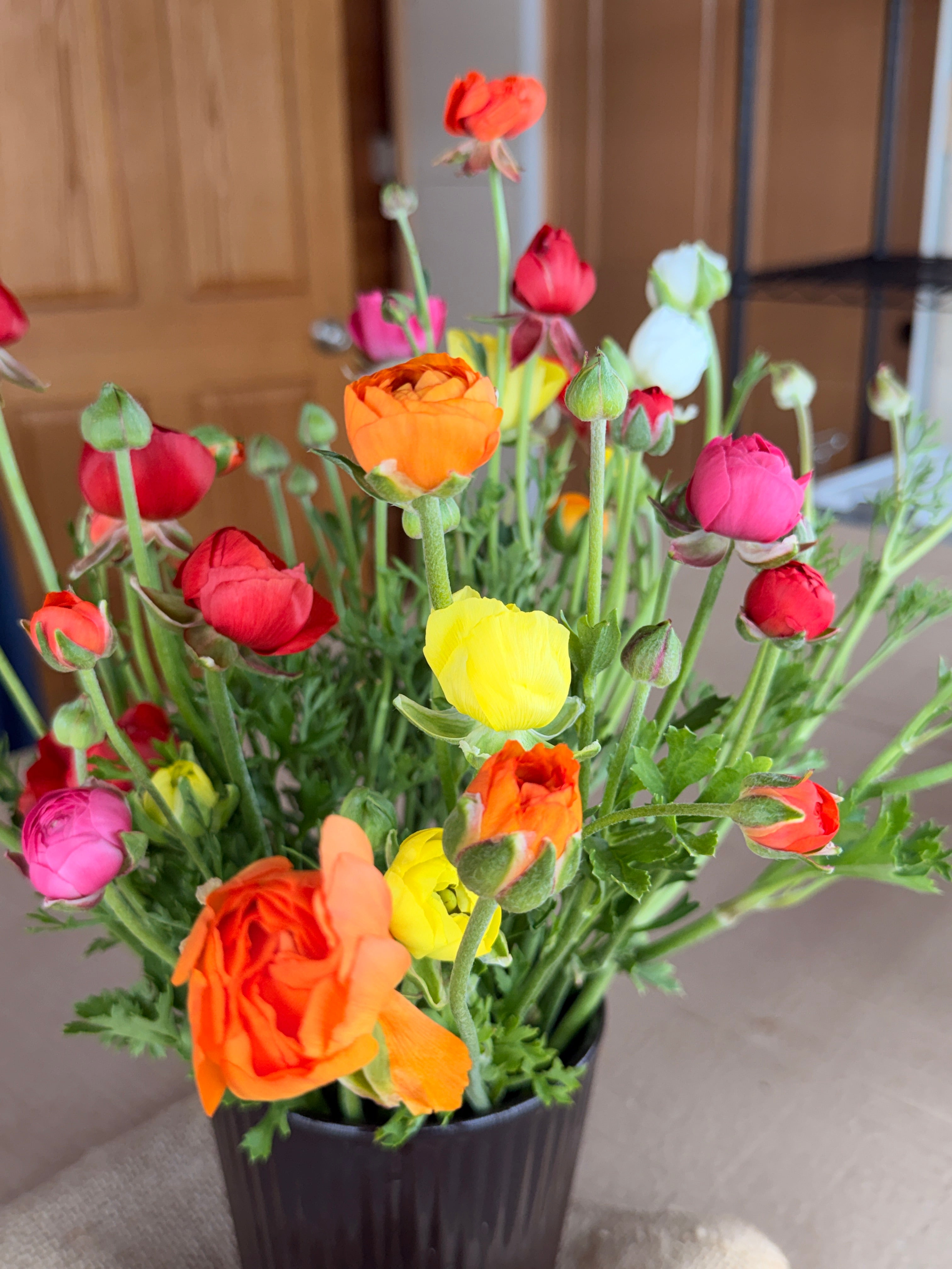 Ranunculus - Mixed Colors
