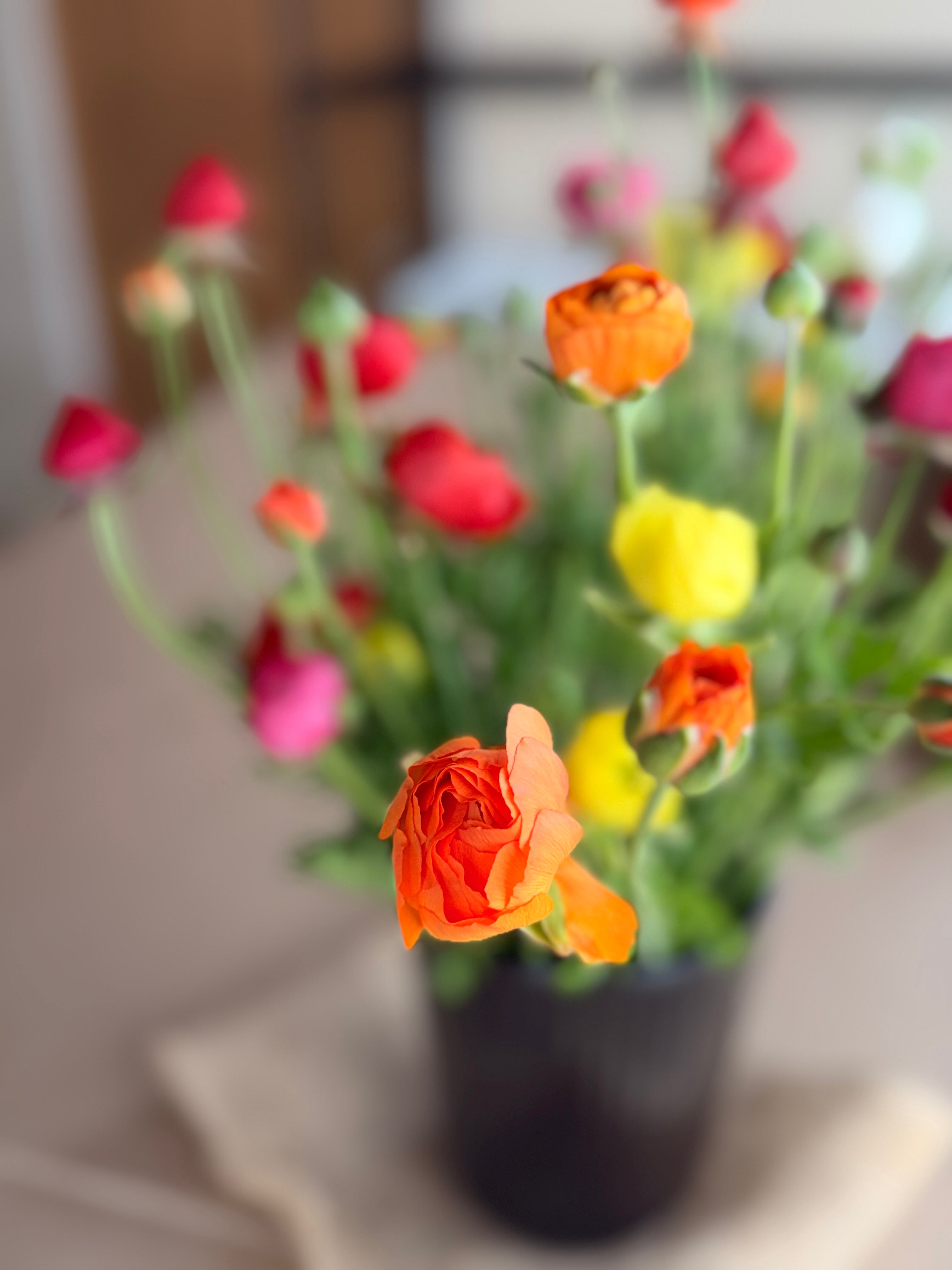 Ranunculus - Mixed Colors