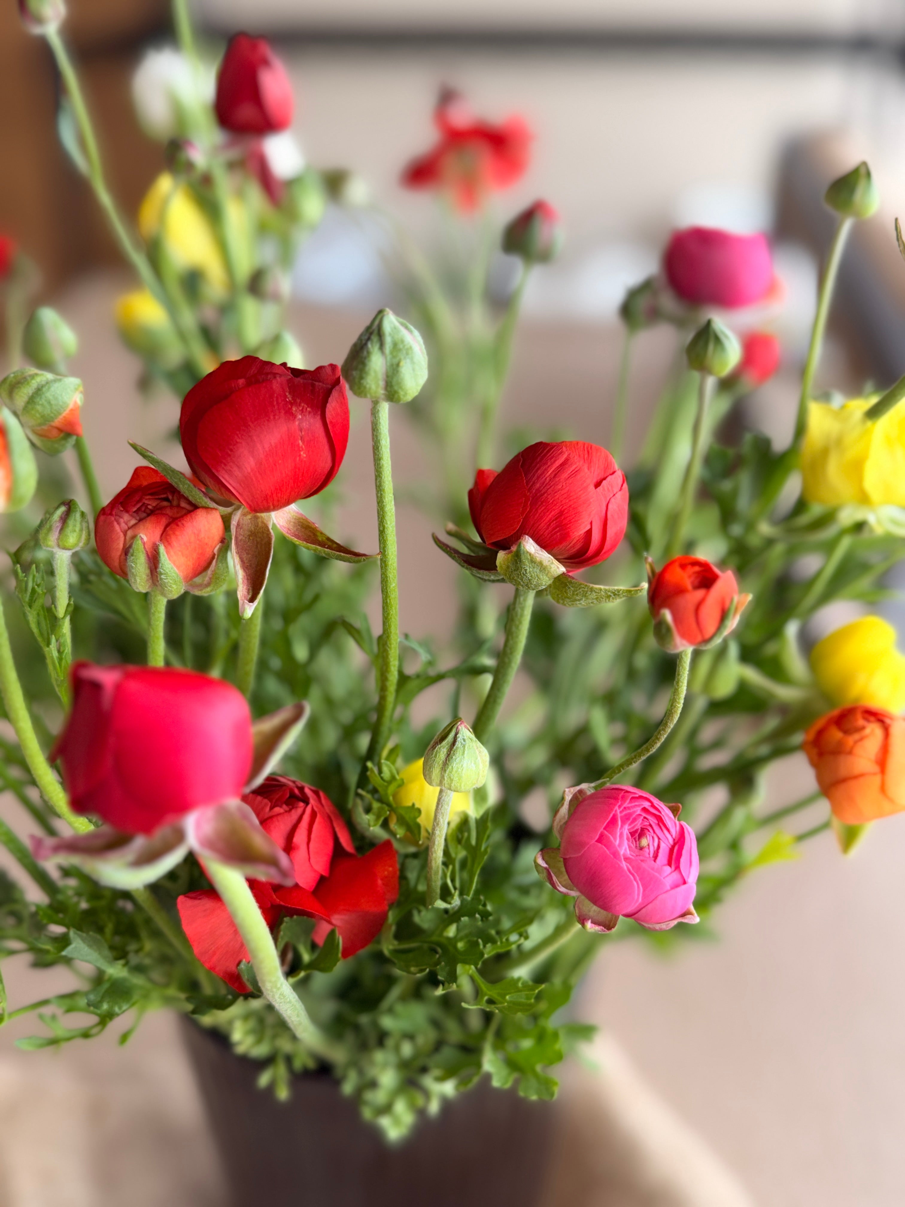 Ranunculus - Mixed Colors