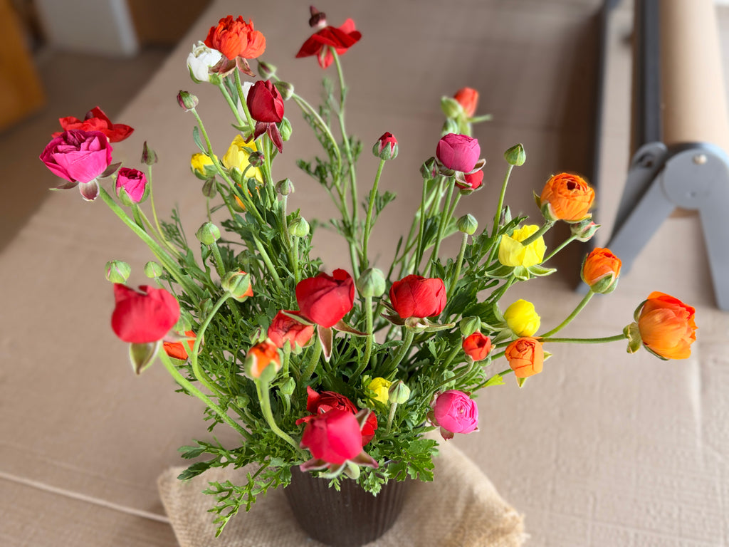 Ranunculus - Mixed Colors