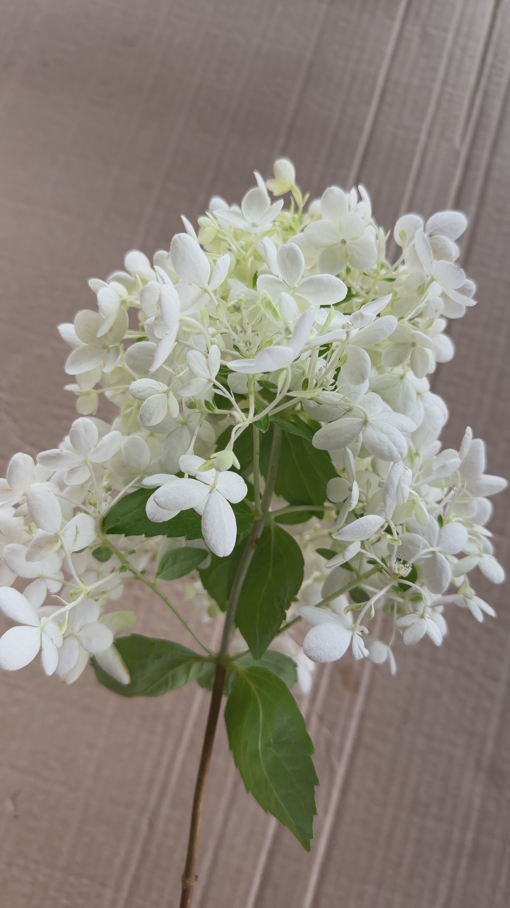 Hydrangea - Small Panicle